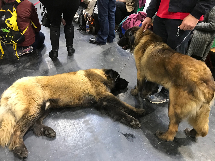 Crufts 2018 いよいよクラフトスタート