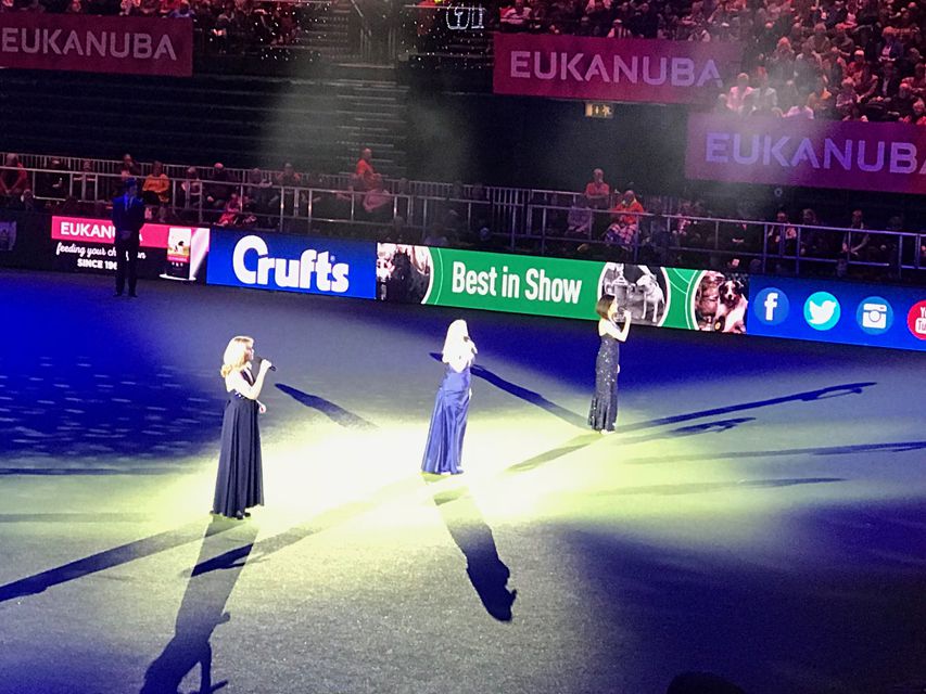 Crufts 2018 ベストインショーdachshund09 Crufts 2018 ベストインショー