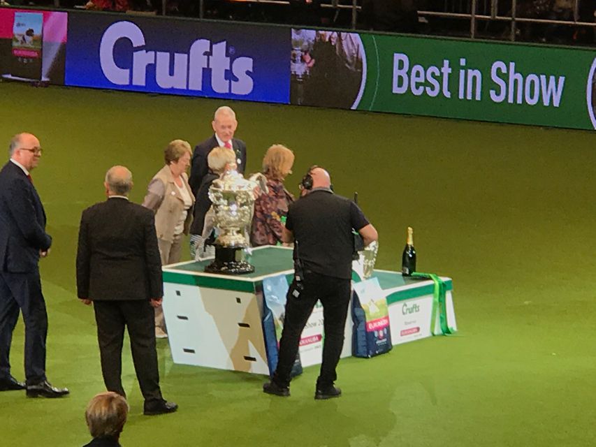 Crufts 2018 ベストインショーdachshund10 Crufts 2018 ベストインショー