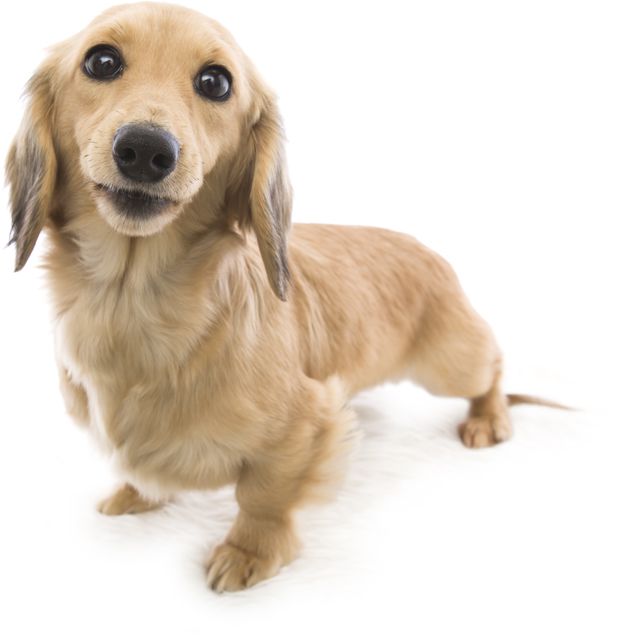 ソルト カニンヘン ダックスフンド シェーデットクリーム