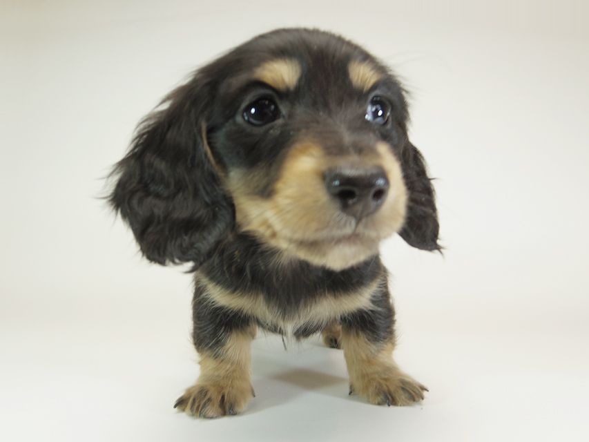 ダックスフンド カニンヘン 月子 & ジャンの子犬 ブラッククリーム 男の子②