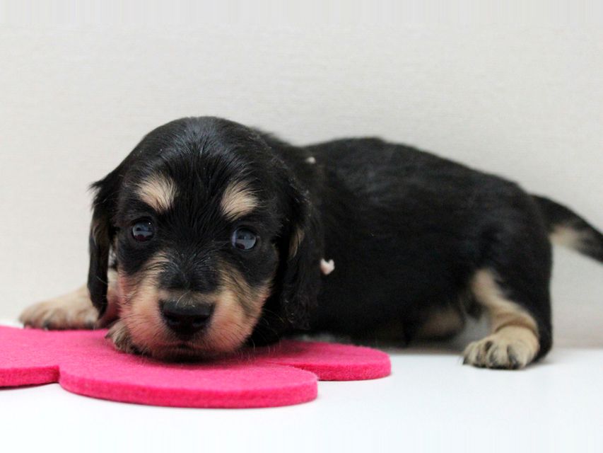 ダックスフンド カニンヘン メリア & ダルク君の子犬 ブラッククリーム 男の子②