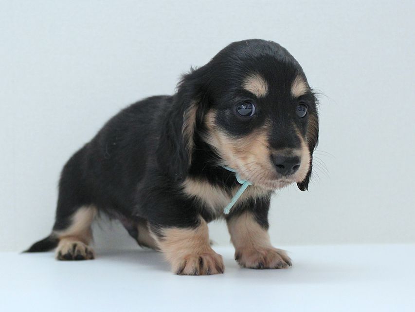 ダックスフンド カニンヘン メリア & ダルク君の子犬 ブラッククリーム 男の子②