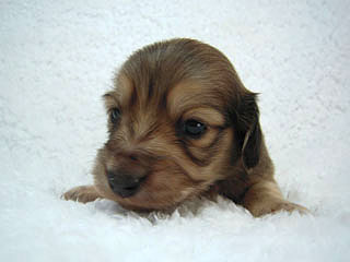 カニンヘン マンドレの赤ちゃん シェーデットクリーム 男の子 1月3日生まれ カニンヘン マンドレの赤ちゃん シェーデットクリーム 男の子 1月3日生まれ