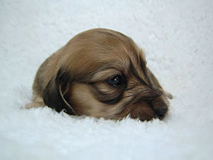 カニヘン　マンドレの赤ちゃん　シェーデットクリーム女の子　1月3日生まれ