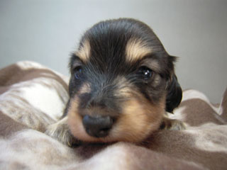 カニヘン マロの赤ちゃん ブラクリ男の子12月30日生まれ カニヘン マロの赤ちゃん ブラクリ男の子12月30日生まれ