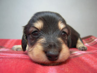 カニヘン　マロの赤ちゃん ブラクリ女の子　12月30日生まれ