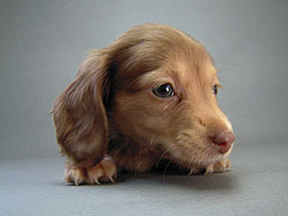 カニヘン　ベルサスの子犬 クリーム女の子　12月3日生まれ