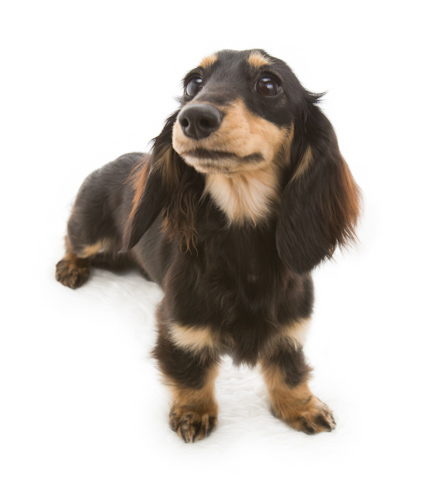 ダックスフンド