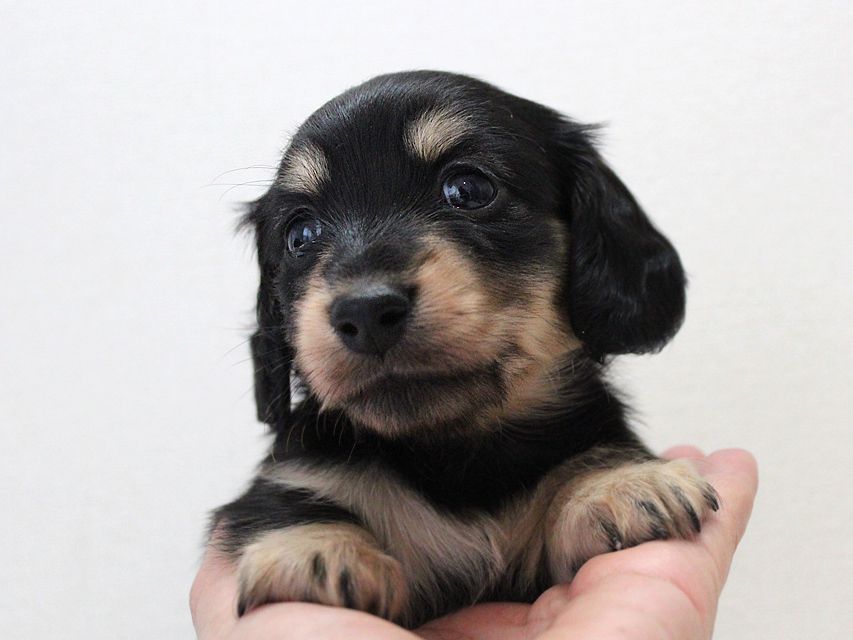 ダックスフンド カニンヘン メリア & ダルク君の子犬 ブラッククリーム 女の子