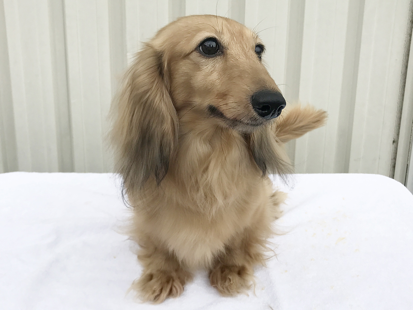 アン.mh カニンヘン ダックスフンド 3.5kg ロングヘアード シェーデットクリーム JKCチャンピオン アン.mh カニンヘン ダックスフンド 3.5kg ロングヘアード シェーデットクリーム JKCチャンピオン