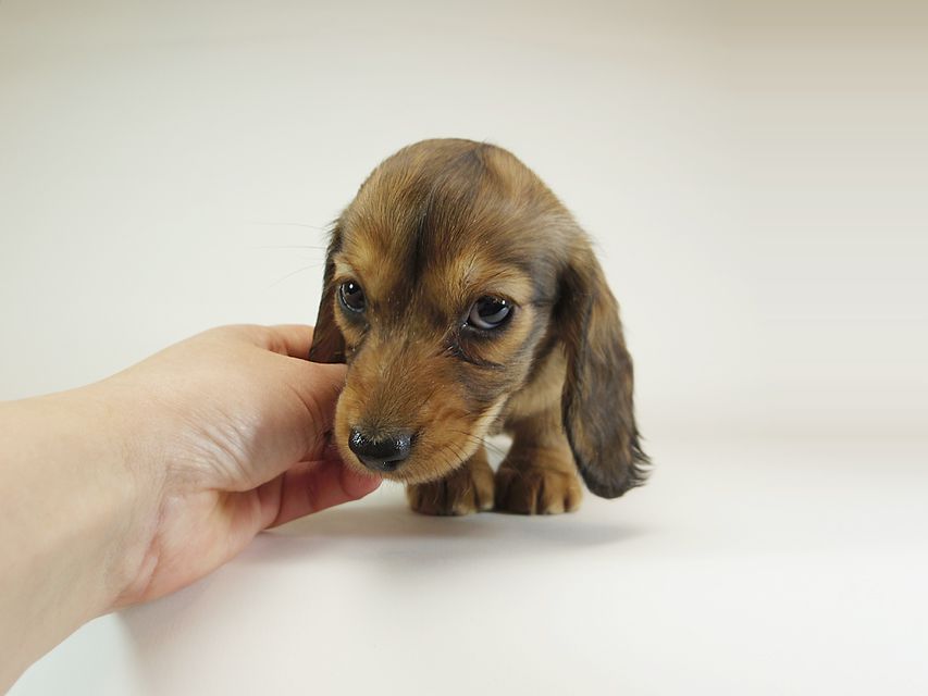 ダックスフンド カニンヘン 月子 & ジャンの子犬 レッド 女の子