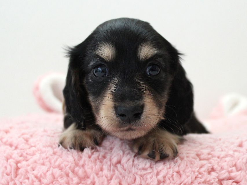 ダックスフンド カニンヘン メリア & ダルク君の子犬 ブラッククリーム 男の子③