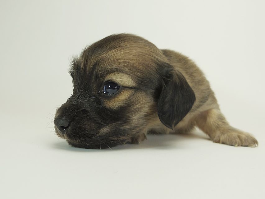 ダックスフンド カニンヘン シャーロット.cs & ジムダンディの子犬 シェーデットクリーム 男の子 お写真初登場13 ダックスフンド カニンヘン シャーロット.cs & ジムダンディの子犬 シェーデットクリーム 男の子 お写真初登場