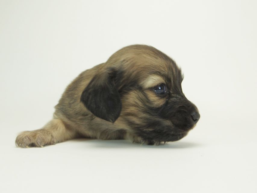 ダックスフンド カニンヘン シャーロット.cs & ジムダンディの子犬 シェーデットクリーム 男の子 お写真初登場17 ダックスフンド カニンヘン シャーロット.cs & ジムダンディの子犬 シェーデットクリーム 男の子 お写真初登場