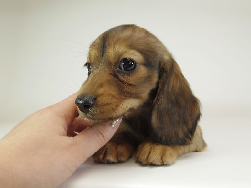 ダックスフンド カニンヘン 月子 & ジャンの子犬 レッド 女の子