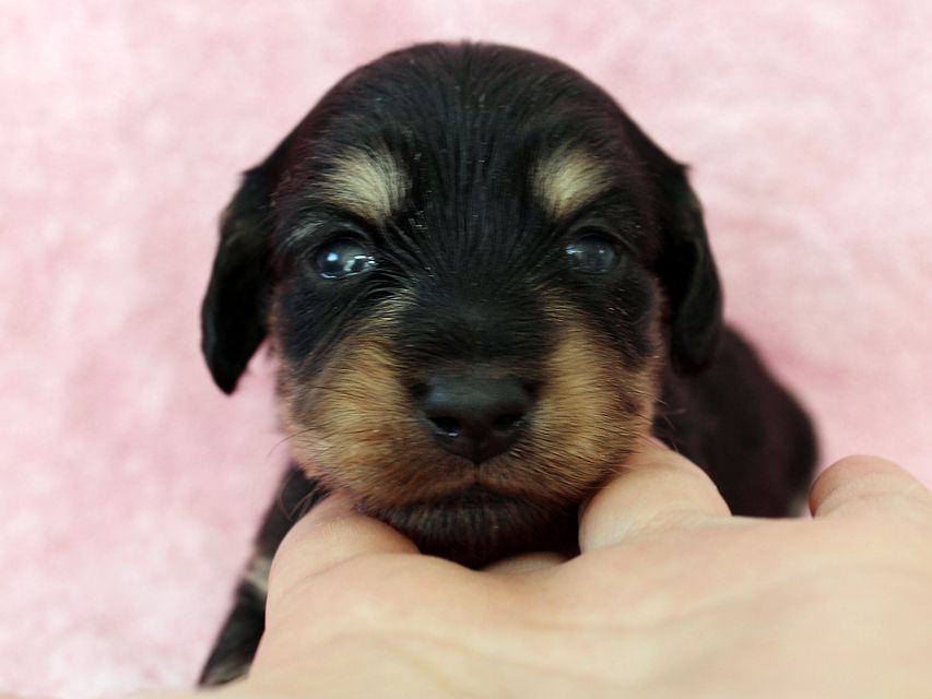 ダックスフンド カニンヘン メリア & ダルク君の子犬 ブラッククリーム 女の子ミルカ2 ダックスフンド カニンヘン メリア & ダルク君の子犬 ブラッククリーム 女の子