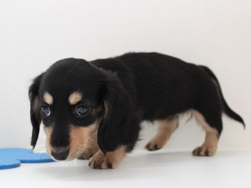 ダックスフンド カニンヘン メリア & ダルク君の子犬 ブラッククリーム 女の子ミルカ2 ダックスフンド カニンヘン メリア & ダルク君の子犬 ブラッククリーム 女の子
