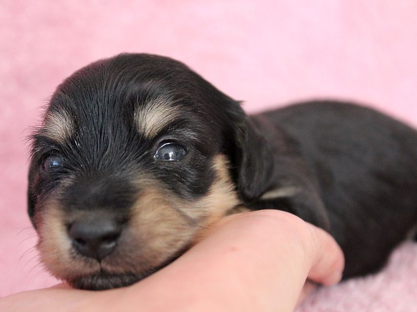 ダックスフンド カニンヘン メリア & ダルク君の子犬 ブラッククリーム 女の子ミルカ4 ダックスフンド カニンヘン メリア & ダルク君の子犬 ブラッククリーム 女の子