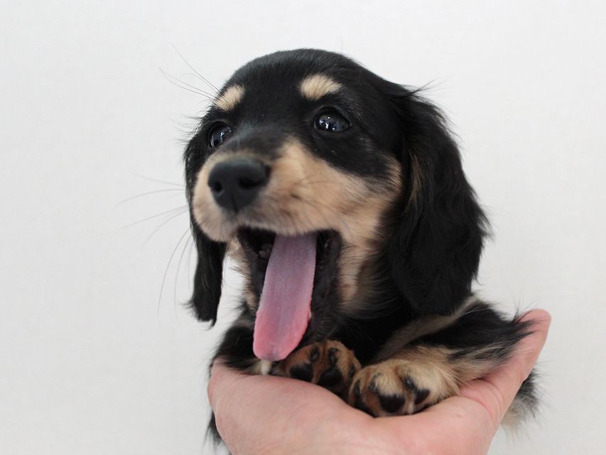 ダックスフンド カニンヘン メリア & ダルク君の子犬 ブラッククリーム 女の子ミルカ4 ダックスフンド カニンヘン メリア & ダルク君の子犬 ブラッククリーム 女の子