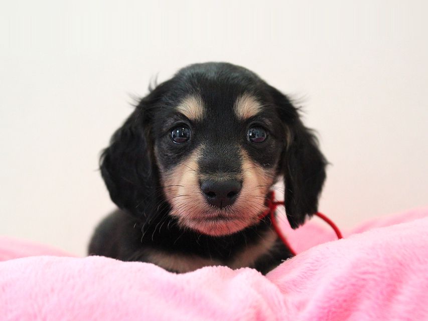 ダックスフンド メリア & ダルク君の子犬 ブラッククリーム 男の子③ルイ3 ダックスフンド カニンヘン メリア & ダルク君の子犬 ブラッククリーム 男の子③