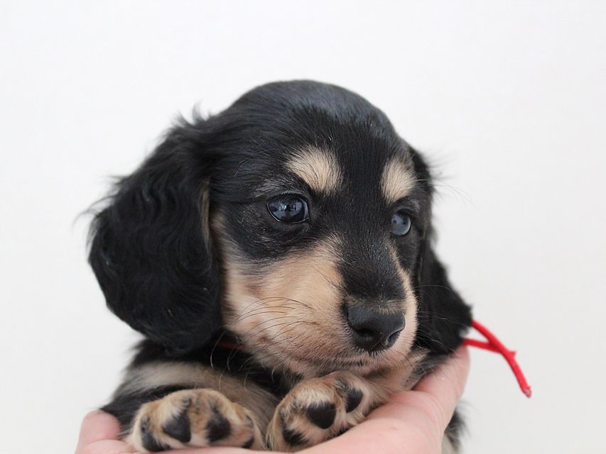 ダックスフンド メリア & ダルク君の子犬 ブラッククリーム 男の子③ルイ4 ダックスフンド カニンヘン メリア & ダルク君の子犬 ブラッククリーム 男の子③
