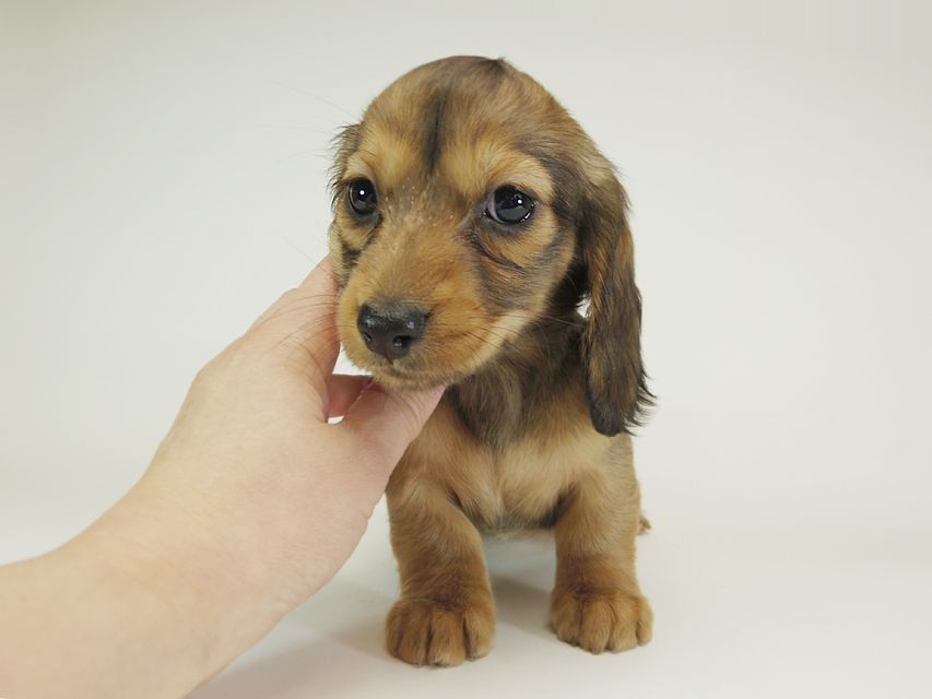 ダックスフンド カニンヘン 月子 & ジャンの子犬 レッド 女の子