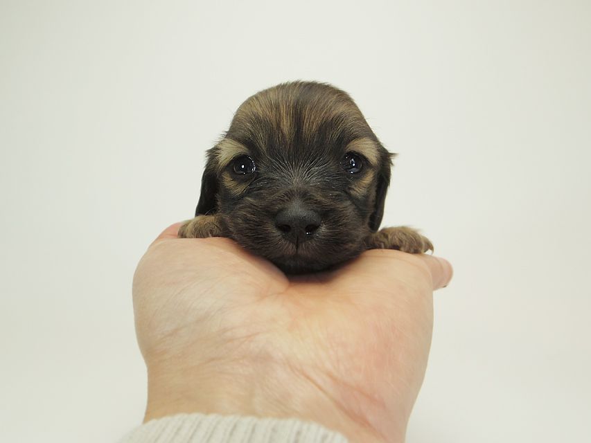 ダックスフンド カニンヘン シャーロット.cs & ジムダンディの子犬 シェーデットクリーム 男の子 お写真初登場19 ダックスフンド カニンヘン シャーロット.cs & ジムダンディの子犬 シェーデットクリーム 男の子 お写真初登場