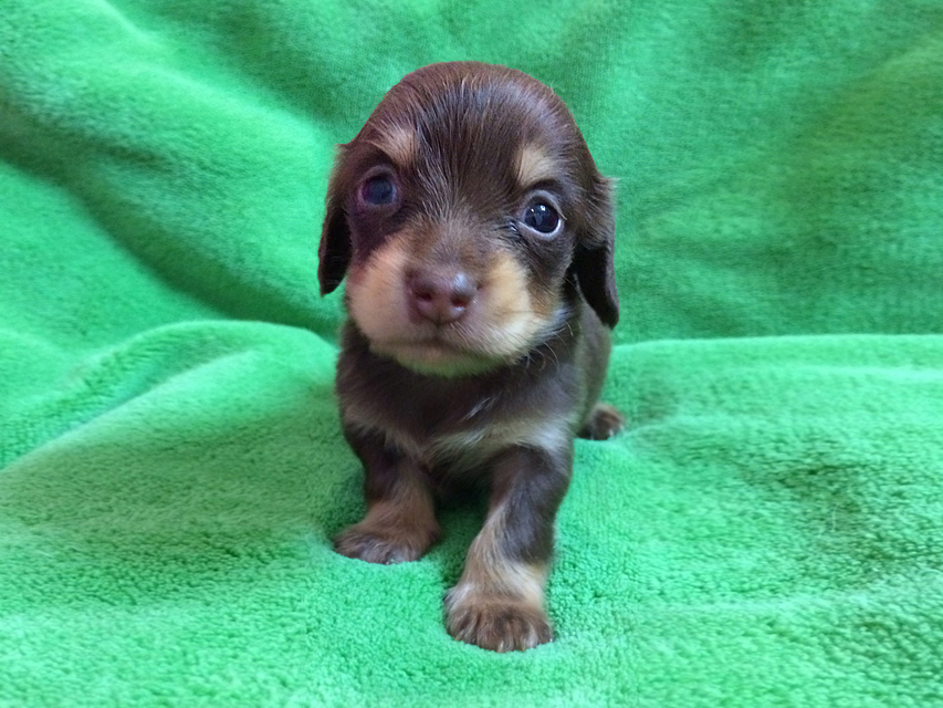 カニンヘン ダックスフンド 仔犬チョコ クリーム 女の子