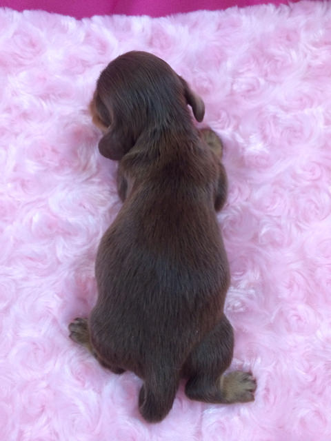 ローラ.miの赤ちゃん チョコクリ女の子