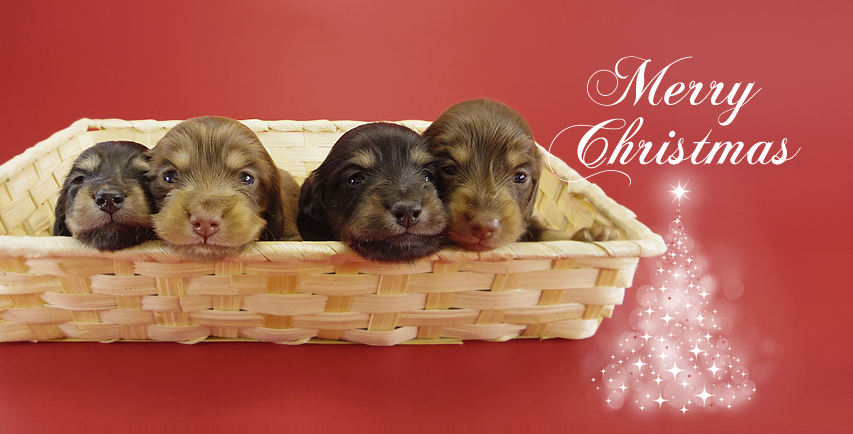 ダックスフンド　子犬　里親募集