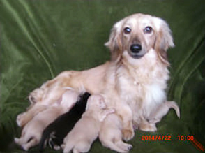 カニンヘンダックスのサリーが4月9日出産しました カニンヘンダックスのサリーが4月9日出産しました