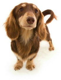 朝日 JKCチャンピオン直子 カニンヘン ダックスフンド 3.2キロ 男の子 チョコ&クリーム 朝日 JKCチャンピオン直子 カニンヘン ダックスフンド 3.2キロ 男の子 チョコ&クリーム