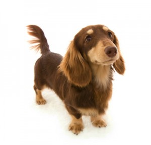 朝日（アサヒ） カニンヘンダックス チョコ＆クリーム 交配犬 種雄