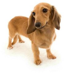 ベルサス チャンピオン直娘カニンヘン ダックスフンド 2.5キロ 女の子 シェーデットクリーム ベルサス チャンピオン直娘カニンヘン ダックスフンド 2.5キロ 女の子 シェーデットクリーム