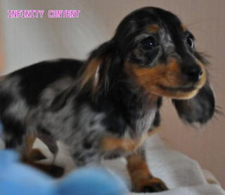 シルバーダップル ダックスフンド