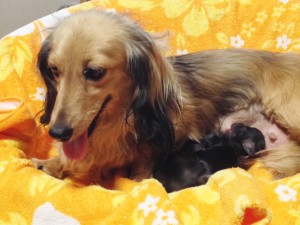 カニンヘンのクレアが6/30出産しました シェーデットクリーム 男の子1 、ブラッククリーム女の子1 カニンヘンのクレアが6/30出産しました シェーデットクリーム 男の子1 、ブラッククリーム女の子1