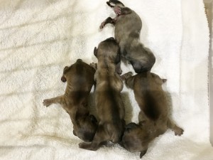 ダックスフンド カニンヘン シャーロット.cs 1/22出産しました