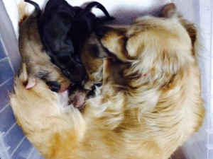 カニンヘンのマンドレが4/17出産しました カニンヘンのマンドレが4/17出産しました