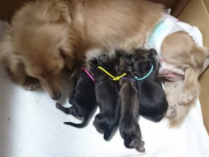 ダックスフンド シュガー カニンヘンダックス　3.3kg 女の子 シェーデットクリーム