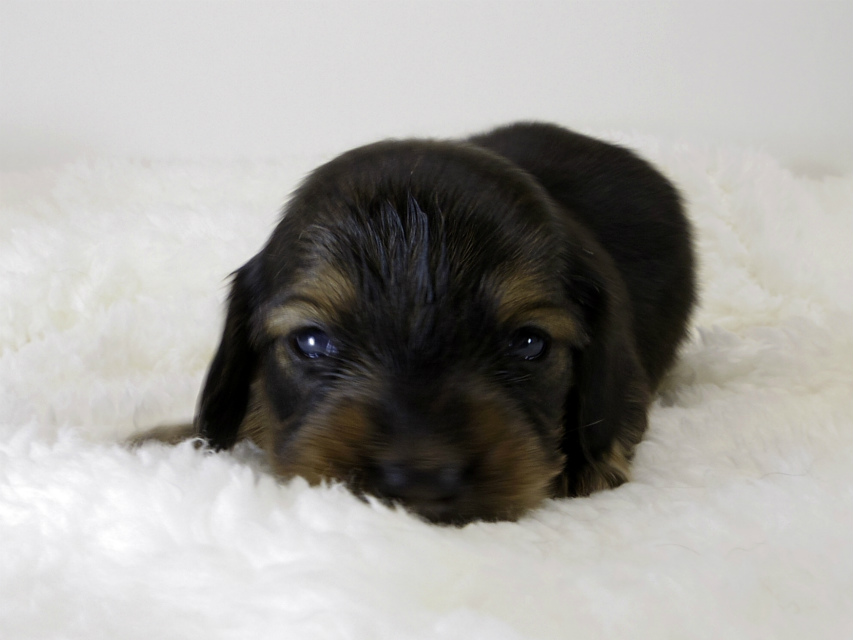 カニンヘン ダックスフンド 子犬 シェーデットクリーム 男の子 カニンヘン ダックスフンド 子犬 シェーデットクリーム 男の子