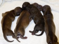 カニンヘンの亜俐ちゃんが7月25日出産しました。シェーデットレッド　男の子3頭　カラー考察中　女の子1頭