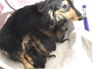 ダックスフンド カニンヘン オーシャン 3/7出産しました