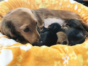 ダックスフンド カニンヘン パン.2　3/6出産しました