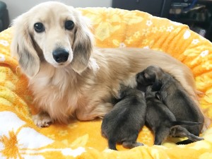 ダックスフンド カニンヘン アン.2　3/10出産しました