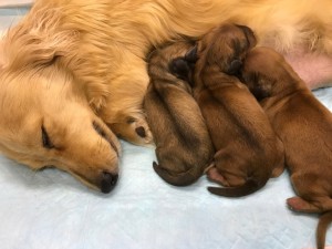 ダックスフンド カニンヘン スワン 3/2017出産しました