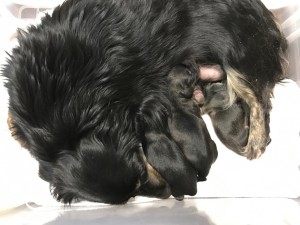 ダックスフンド カニンヘン プレ.yu 4/3出産しました