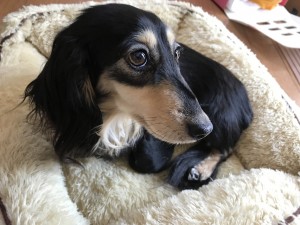 ダックスフンド カニンヘン 楓 3/30出産しました