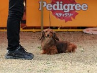 カニンヘンダックス ジムダンディ シェーデットレット男の子 カニンヘンダックス ジムダンディ シェーデットレット男の子