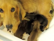 カニンヘンのソルトが9月11日出産しました。男の子1頭 女の子4頭 カニンヘンのソルトが9月11日出産しました。男の子1頭 女の子4頭